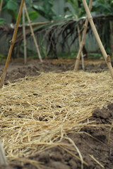 Landscape of nursery plantation prepared for growing the vegetable at the backyard of the house