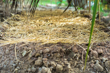 Selective focus on bulk of straw covered on the nursery plantation with bright blurred background