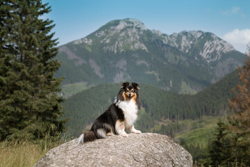 Cute, fur black white tricolor shetland sheepdog, small collie  outdoor portrait on big rock on...