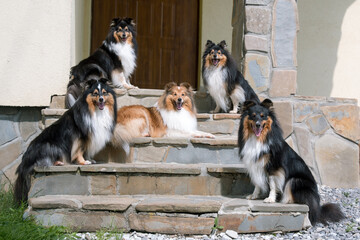 Nice group of beautiful purebred sheltand sheepdogs, sheltie sitting outside on the private house stairs. Attentive tricolor and sable white little collie, lassie dogs outdoors on summer sunny day 