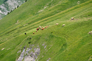Fototapeta na wymiar Cow herd at mountain Brienzer Rothorn on a beautiful sunny summer morning. Photo taken July 21st, Flühli, Switzerland.