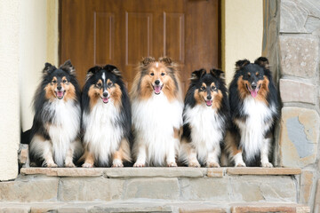 Nice group of beautiful purebred sheltand sheepdogs, sheltie sitting outside on the private house...