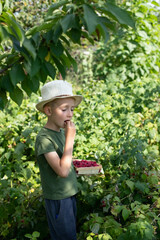 The boy collects and eats raspberries in the garden.