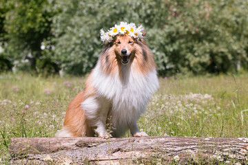 Beautiful sable white shetland sheepdog, small collie lassie dog outside portrait with poppy and...