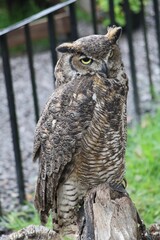 great horned owl