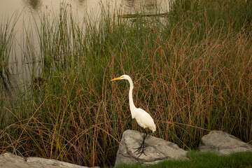 Snowy Egret