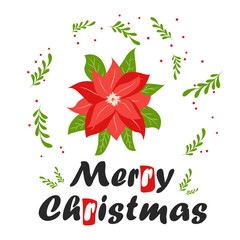 Traditional Christmas poinsettia flower with green leaves and red petals. Christmas flower