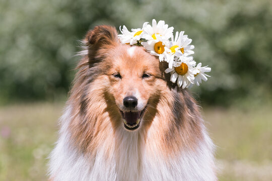 Beautiful sable white shetland sheepdog, small collie lassie dog outside portrait with poppy and chamomile midsummer circlet of flowers. Happy midsummer celebration postcard with smiling sheltie 