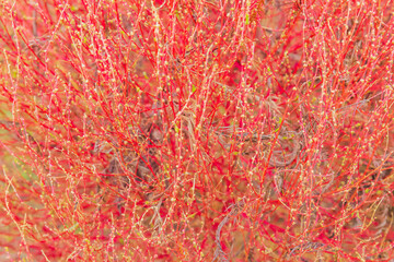 赤いコキアのアップ