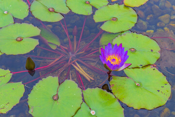 水に咲く紫の花