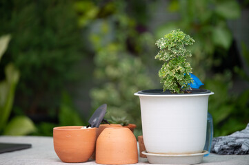 Photo of a tree in the garden