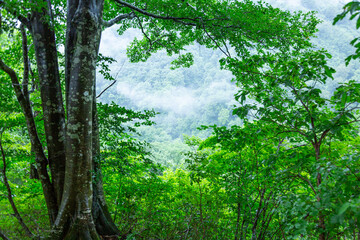 奥胎内ブナ林