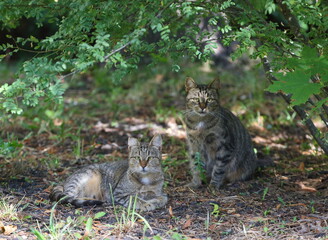 Two gray striped cats in a green thicket