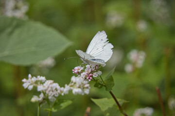 butterfly on a flower