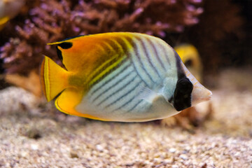 Fototapeta na wymiar Threadfin butterflyfish Chaetodon auriga fish underwater in sea