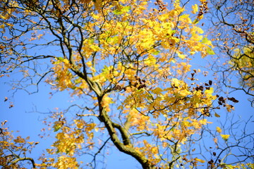 different types of autumn nature during the day