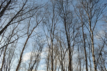 Birch trees on a blue sky background. Northern forest. Bare trees of the forest in winter, silhouettes against the background of a bright daytime sky.