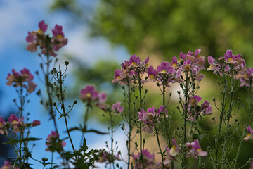 Fototapeta premium flowers in the garden