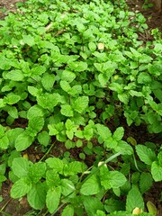 background of leaves