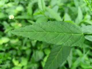 close up of green leaves