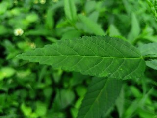 Green leaf