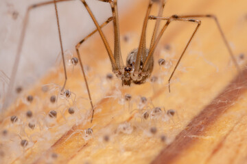 adult female Short-bodied Cellar Spider - obrazy, fototapety, plakaty