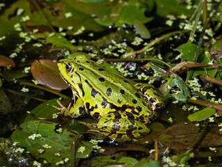 water frog, pelophylax esculentus, on a stone in a pond