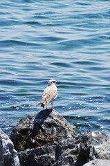 Seagull on a large stone by the sea. Panorama of the calm sea. Summer day.