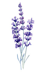  watercolor lavender flowers, isolated white background