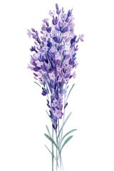 Bouquet of lavender flowers, watercolor illustration, isolated white background