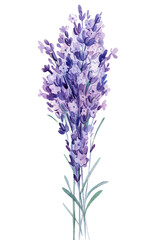 Obraz premium Bouquet of lavender flowers, watercolor illustration, isolated white background