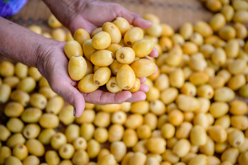 close-up photo Asian elderly farmer Holding fresh yellow dates and harvesting produce in the date palm plantation. Agriculture Concept: Senior Farmer with Fresh Dates