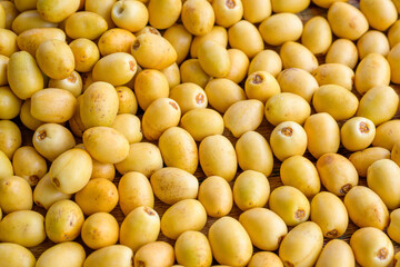close-up photo Asian elderly farmer Holding fresh yellow dates and harvesting produce in the date palm plantation. Agriculture Concept: Senior Farmer with Fresh Dates