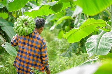 Asian elderly male farmer smiling happily holding unripe bananas and harvesting crops in the banana plantation Agricultural concept: Senior man farmer with fresh green bananas © เลิศลักษณ์ ทิพชัย