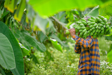 Asian elderly male farmer smiling happily holding unripe bananas and harvesting crops in the banana plantation Agricultural concept: Senior man farmer with fresh green bananas - obrazy, fototapety, plakaty