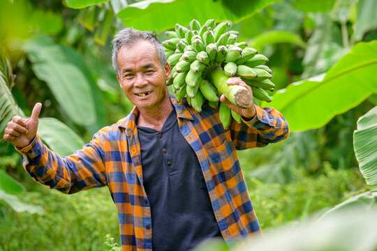 Asian Elderly Male Farmer Smiling Happily Holding Unripe Bananas And Harvesting Crops In The Banana Plantation Agricultural Concept: Senior Man Farmer With Fresh Green Bananas