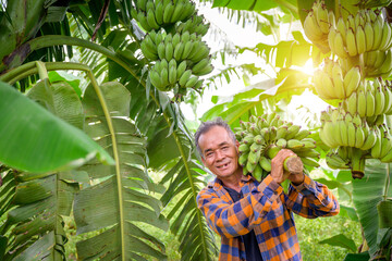 Obraz premium Asian elderly male farmer smiling happily holding unripe bananas and harvesting crops in the banana plantation Agricultural concept: Senior man farmer with fresh green bananas