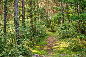 summer forest road,path,forest path