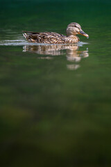 Fototapeta premium portrait of a female mallard (Anas platyrhynchos) with shallow dept of field