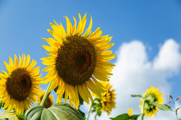 野木のひまわり畑