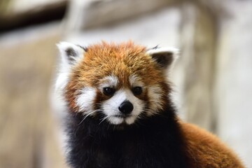 Red panda, a funny mammal