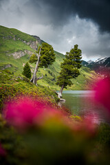 two old trees at Engstlensee in the Bernese alps with alpine roses in the foreground