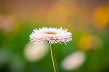 African chrysanthemum