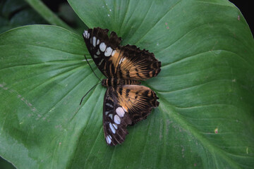 A Butterfly Playing Dead