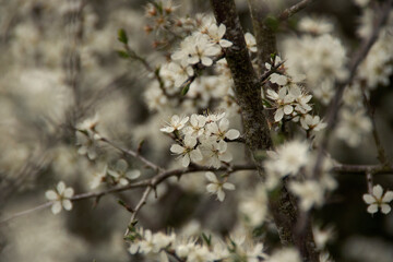Playing with Focal Points on Blossoms