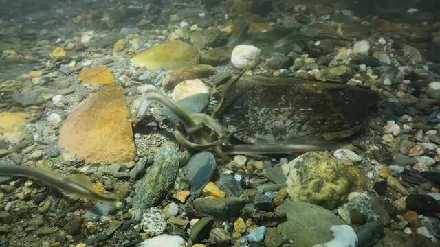 Spawning European brook lamprey, Lampetra planeri, frashwater species that exclusively inhabits freshwater environments. Lamprey in the clean mountain river holding gravel. Frashwater habitat.