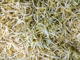 selective focus on bean sprouts (Flammulina Velutipes, Phaseolus aureus)