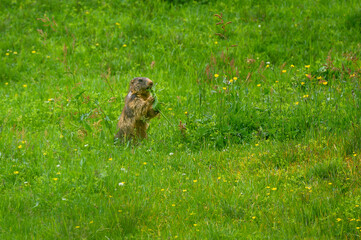 Alpine marmot (Marmota marmota) in a lush green alpine summer meadow in the Bernese Alps