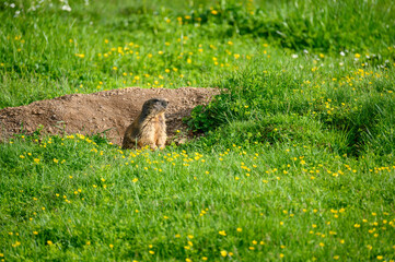 Alpine marmot (Marmota marmota) in a lush green alpine summer meadow in the Bernese Alps