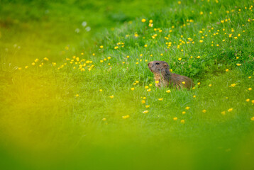 Alpine marmot (Marmota marmota) in a lush green alpine summer meadow in the Bernese Alps
